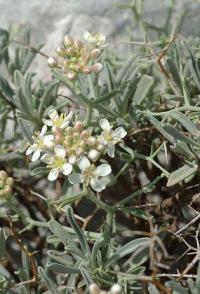 Alyssum spinosum