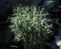 Alyssum spinosum