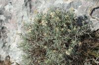 Alyssum spinosum