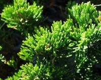 Juniperus sabina