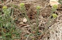 Alyssum granatense