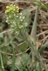 Alyssum granatense