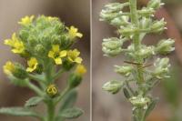 Alyssum granatense