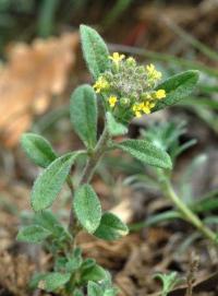 Alyssum simplex