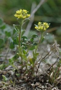 Alyssum simplex