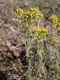 Alyssum serpyllifolium