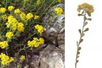 Alyssum serpyllifolium