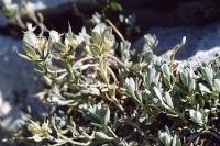 Alyssum cuneifolium