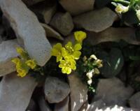 Alyssum cuneifolium