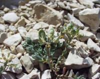 Alyssum cuneifolium