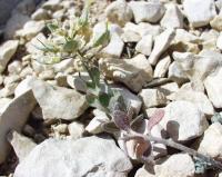 Alyssum cuneifolium