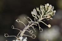 Lobularia maritima subsp. maritima