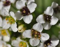 Lobularia maritima subsp. maritima