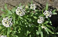 Lobularia maritima subsp. maritima