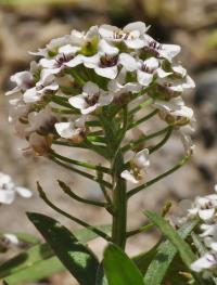 Lobularia maritima subsp. maritima