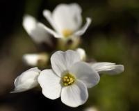 Draba dedeana