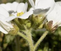 Draba dedeana