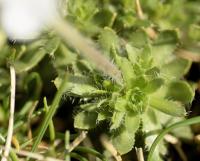 Draba dedeana