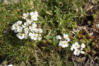 Draba dedeana