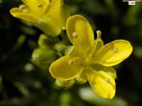 Draba aizoides subsp. aizoides