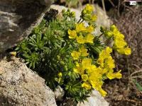 Draba aizoides subsp. aizoides