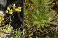 Draba aizoides subsp. aizoides