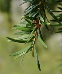 Taxus baccata