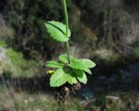 Draba muralis