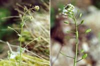 Draba muralis