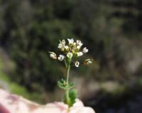 Draba muralis