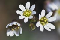 Erophila verna 