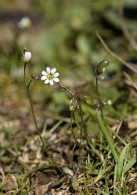 Erophila verna 