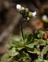 Erophila verna 