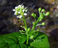 Cochlearia pyrenaica