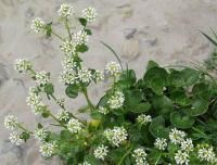 Cochlearia pyrenaica