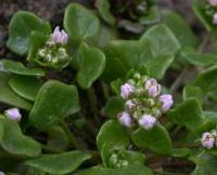 Cochlearia danica