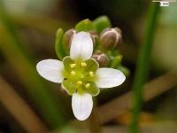 Cochlearia danica