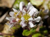 Cochlearia danica