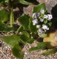 Cochlearia danica