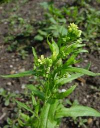 Camelina sativa