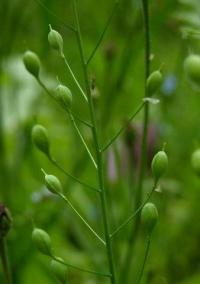 Camelina sativa