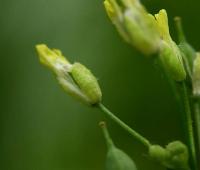 Camelina sativa