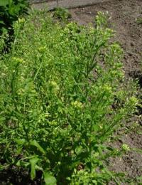 Camelina sativa