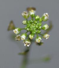 Capsella bursa-pastoris