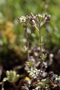 Hornungia patraea subsp. patraea