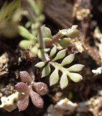 Hornungia patraea subsp. patraea