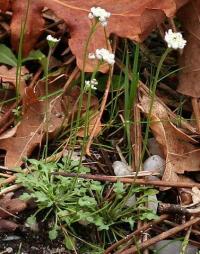 Teesdalia nudicaulis