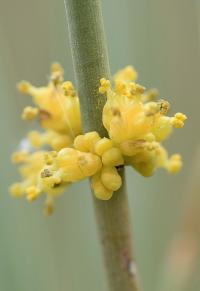 Ephedra fragilis subsp fragilis