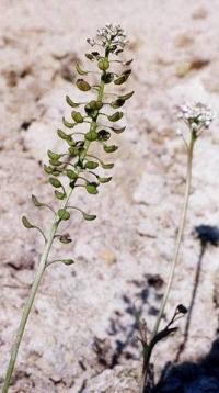 Teesdalia nudicaulis