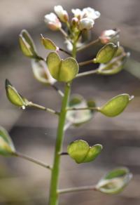 Thlaspi perfoliatum